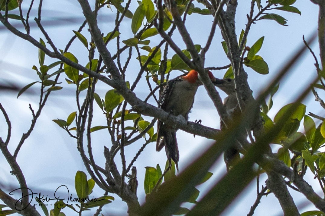 Red-bellied Woodpecker - Debbie Olavarria