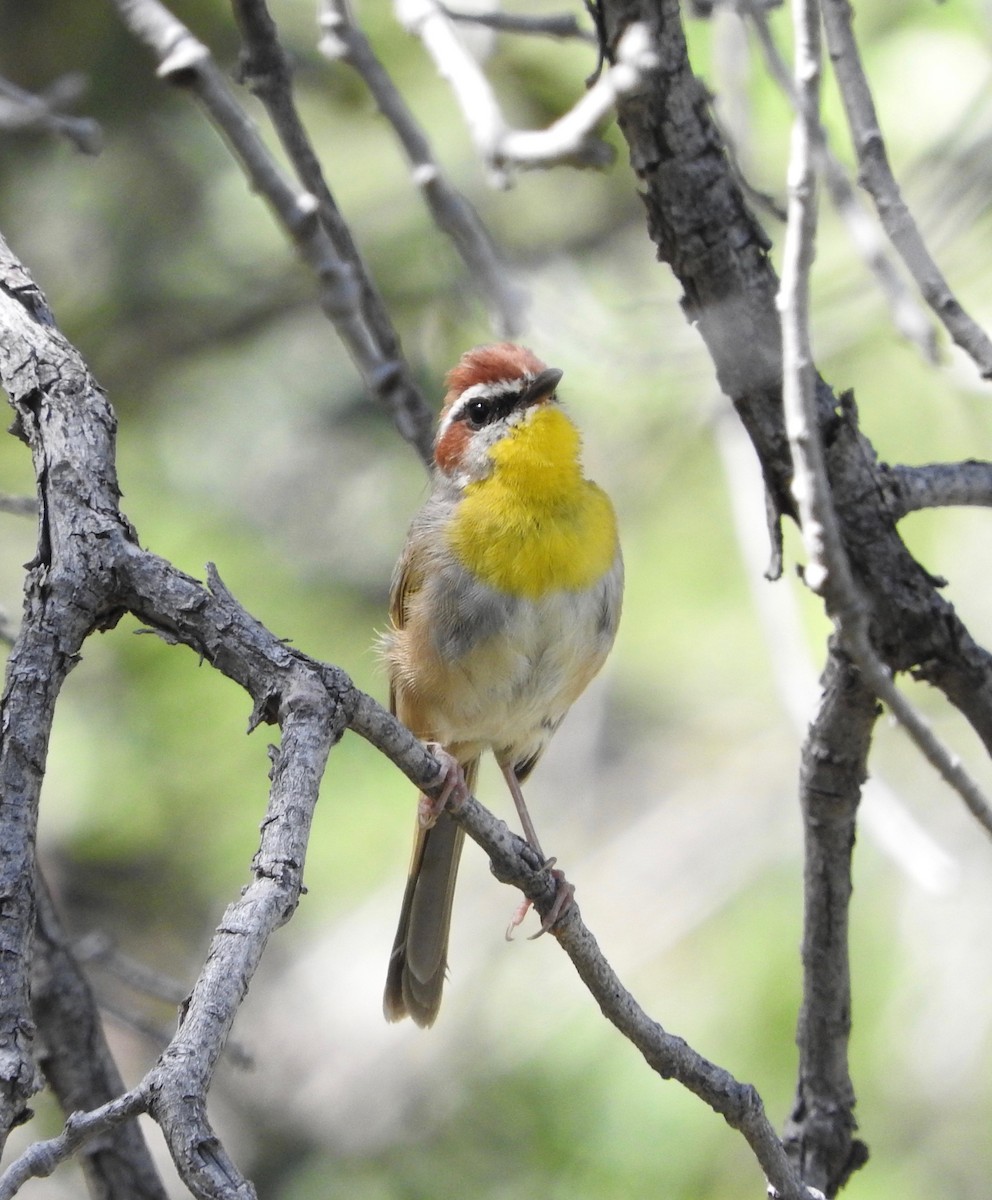 Rufous-capped Warbler - ML67433651