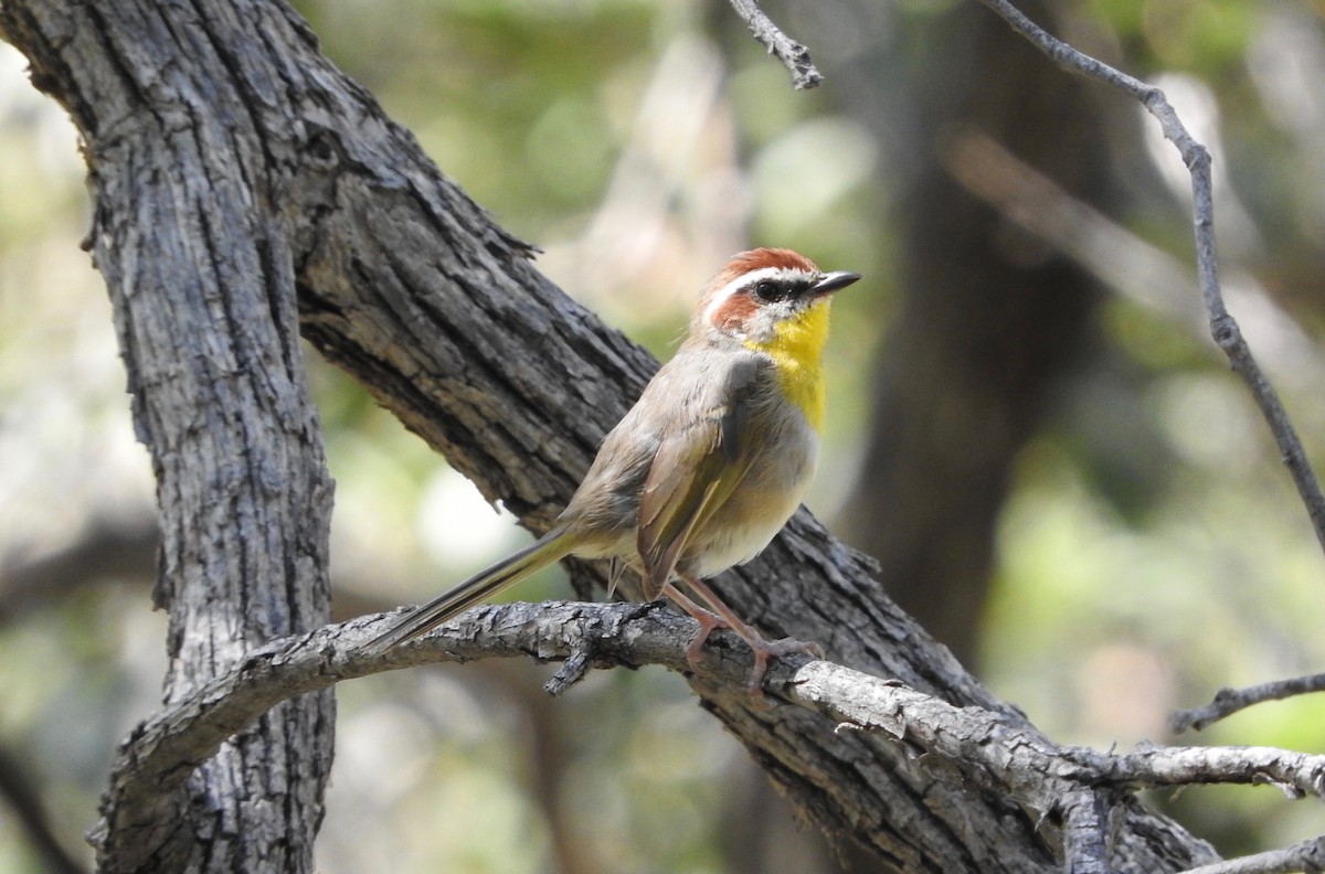 Rufous-capped Warbler - ML67433661