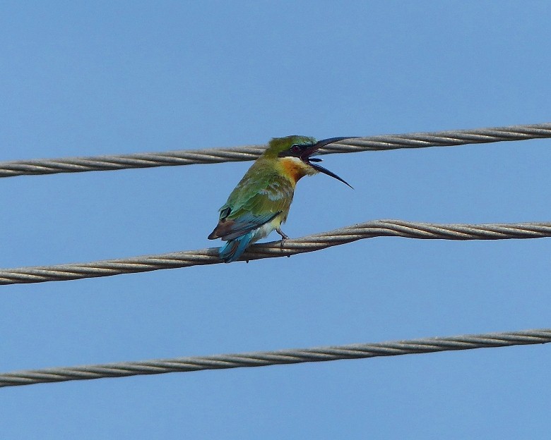 Blue-tailed Bee-eater - ML67435441