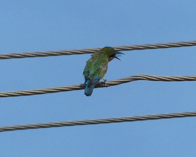Blue-tailed Bee-eater - ML67435451