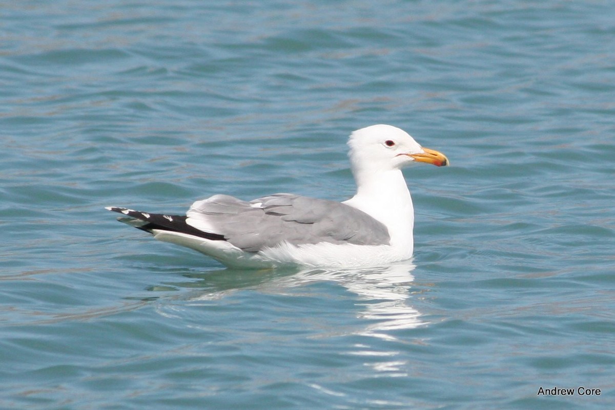 California Gull - Andrew Core