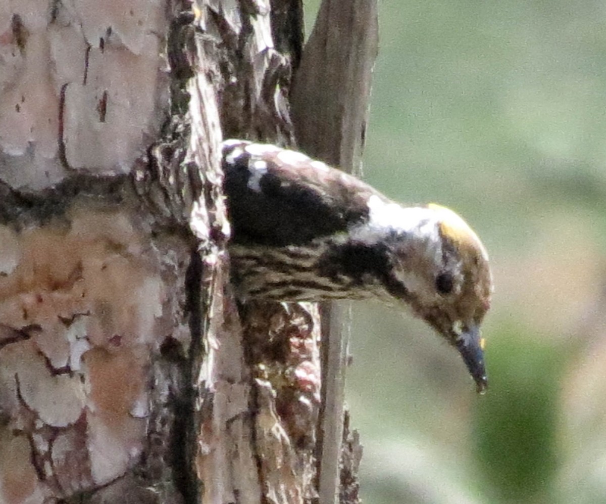 Brown-fronted Woodpecker - ML67440401