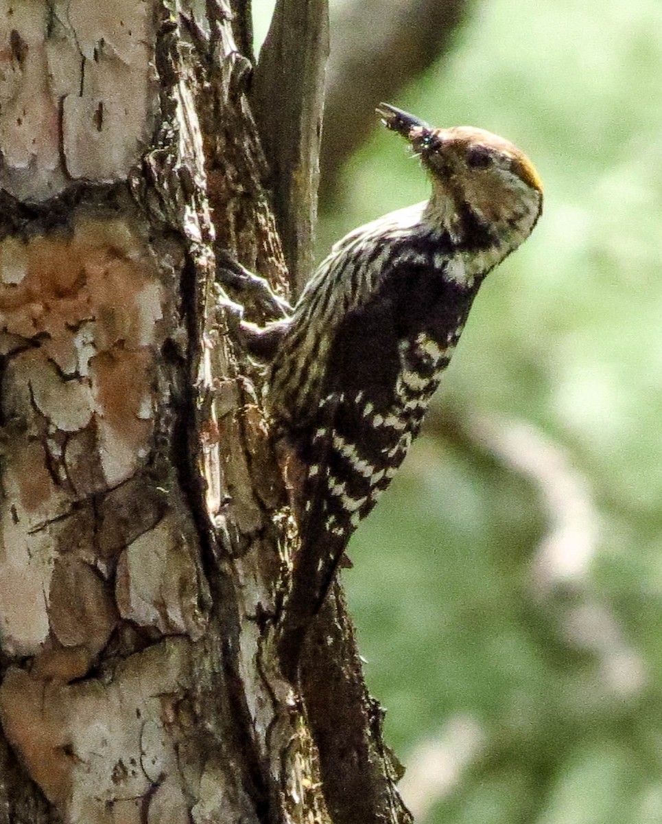 Brown-fronted Woodpecker - Hathan Chaudhary