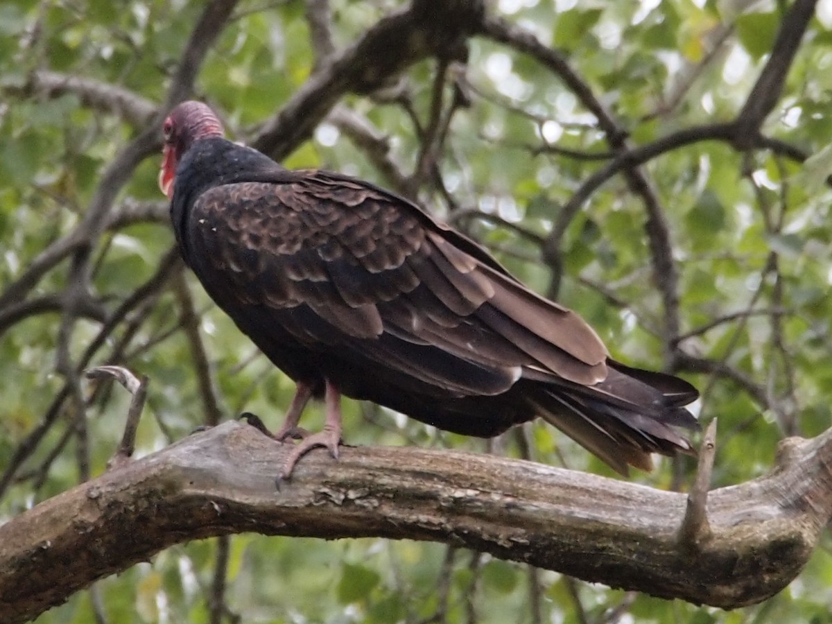 Turkey Vulture - Joshua Snodgrass