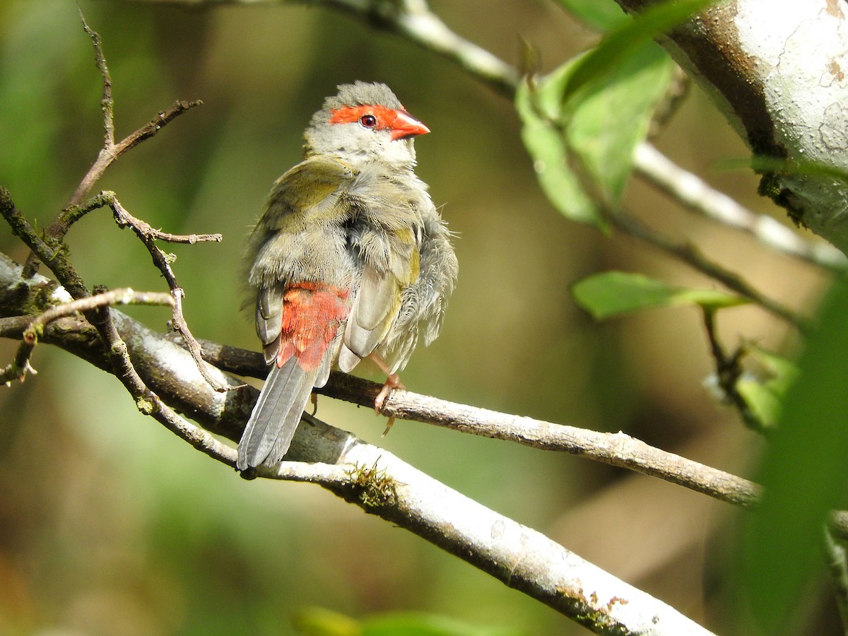 Red-browed Firetail - ML67442131