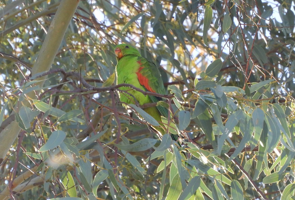 Red-winged Parrot - Frank Antram