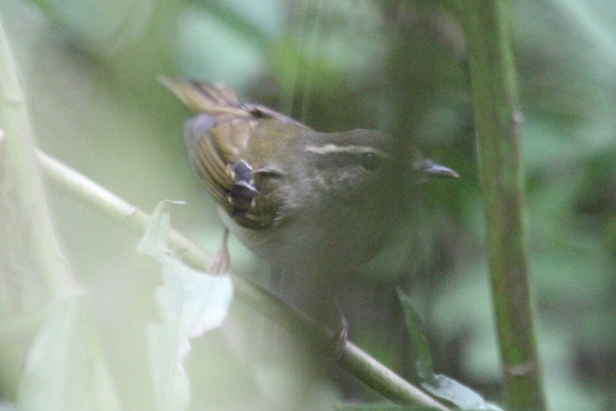 Pale-legged/Sakhalin Leaf Warbler - Kevin Cheng