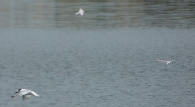 Black-naped Tern