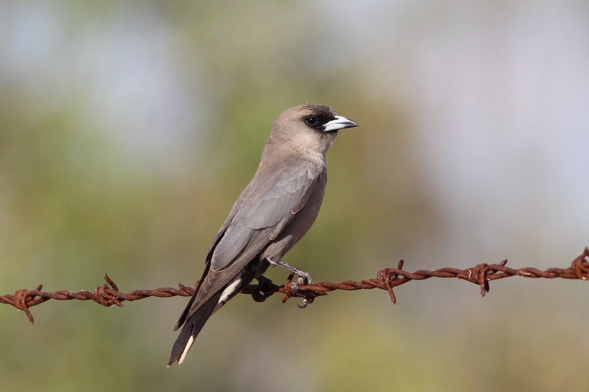Black-faced Woodswallow - Chris Wiley