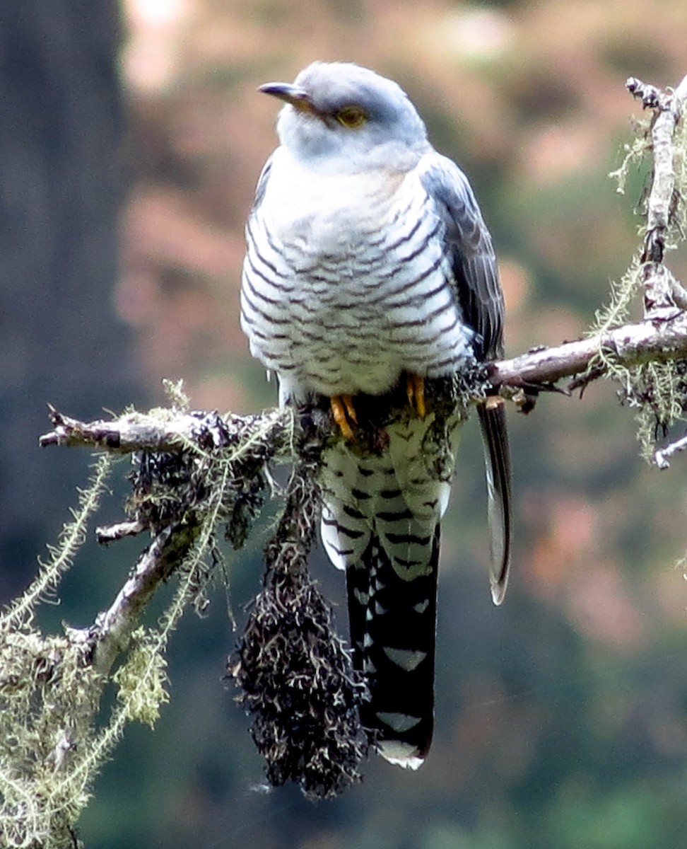 Common Cuckoo - ML67445771