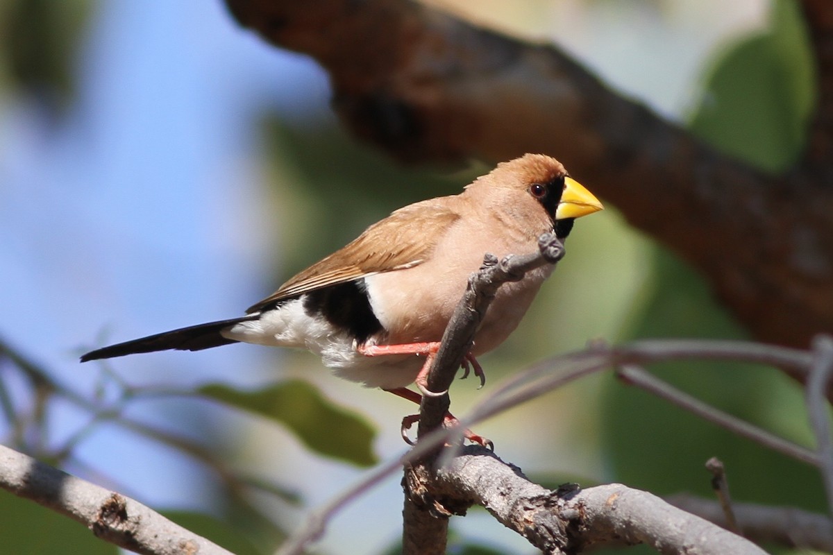 Masked Finch - Chris Wiley