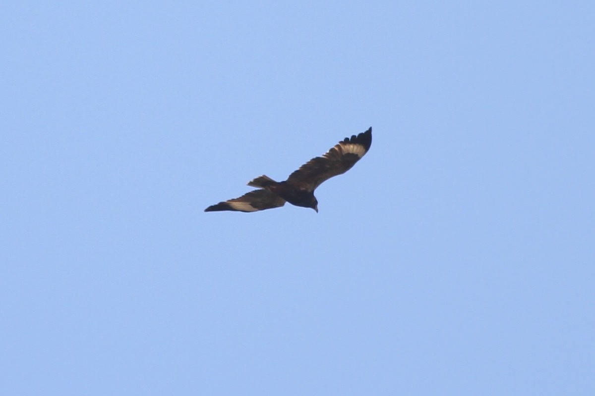 Black-breasted Kite - Chris Wiley