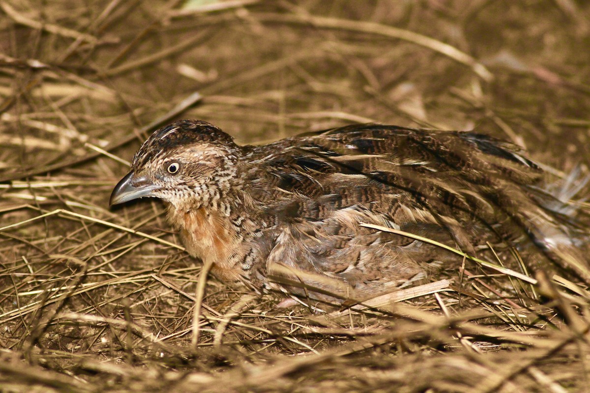 Red-chested Buttonquail - Chris Wiley