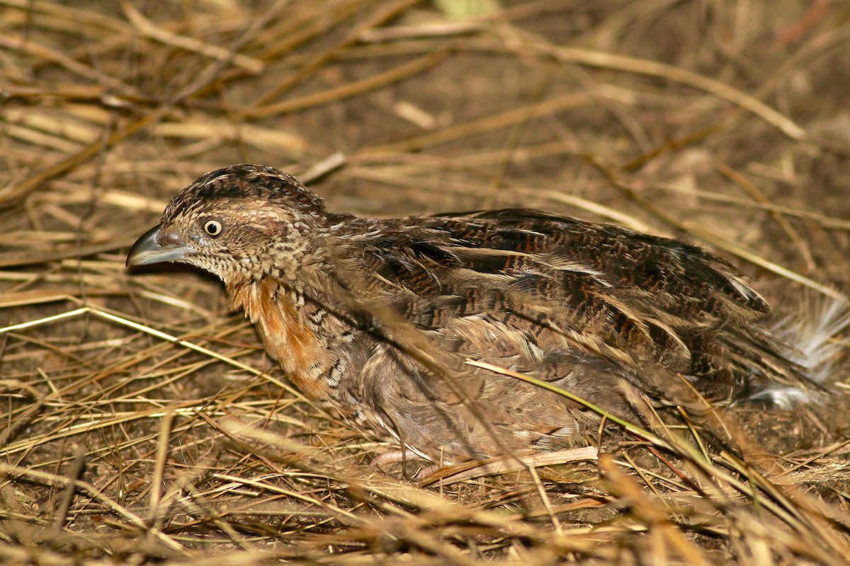 Red-chested Buttonquail - ML67446911