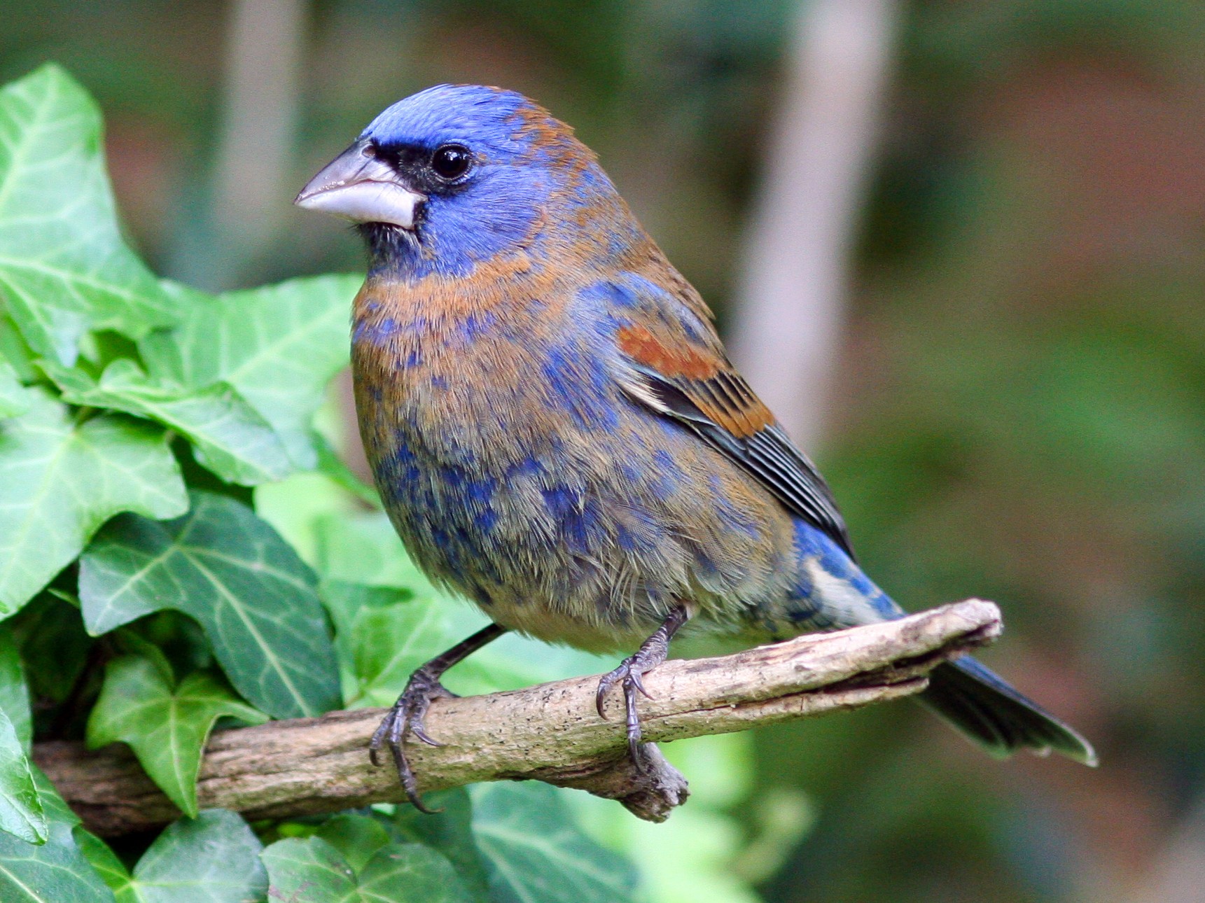 Blue Grosbeak - eBird