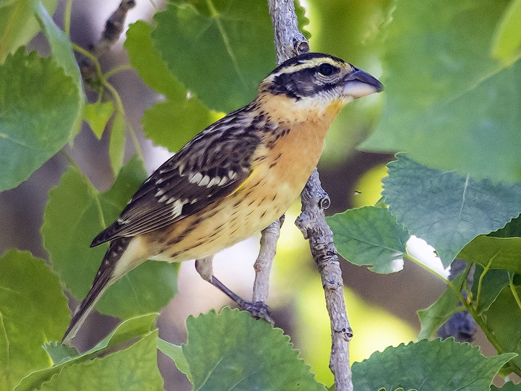 Black-headed Grosbeak - Jerry Ting