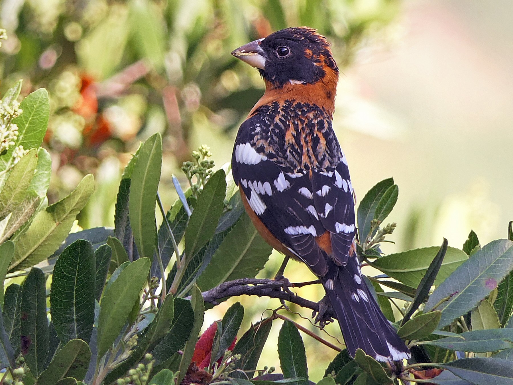 Black-headed Grosbeak - Robert Hamilton