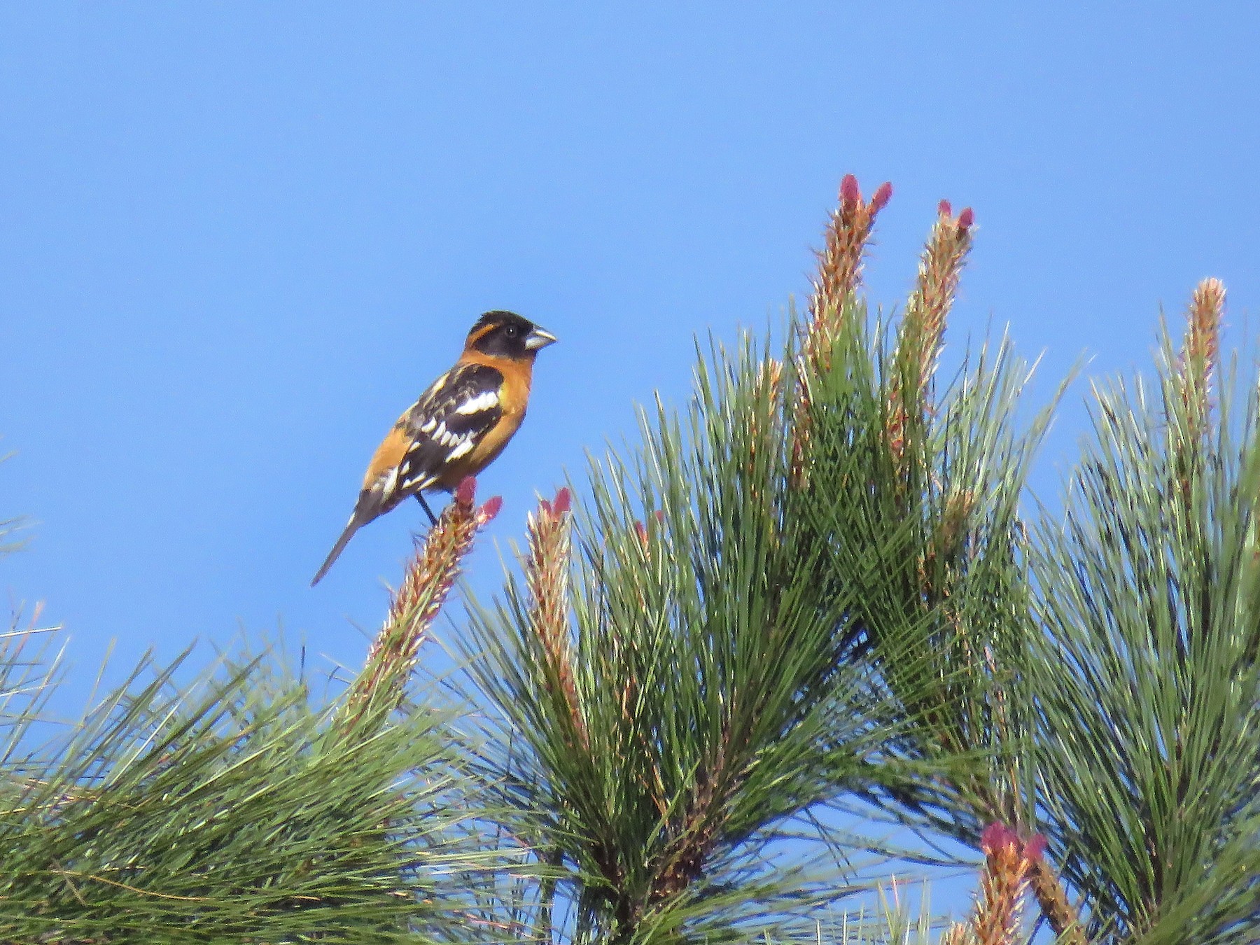 Black-headed Grosbeak - Curtis Mahon