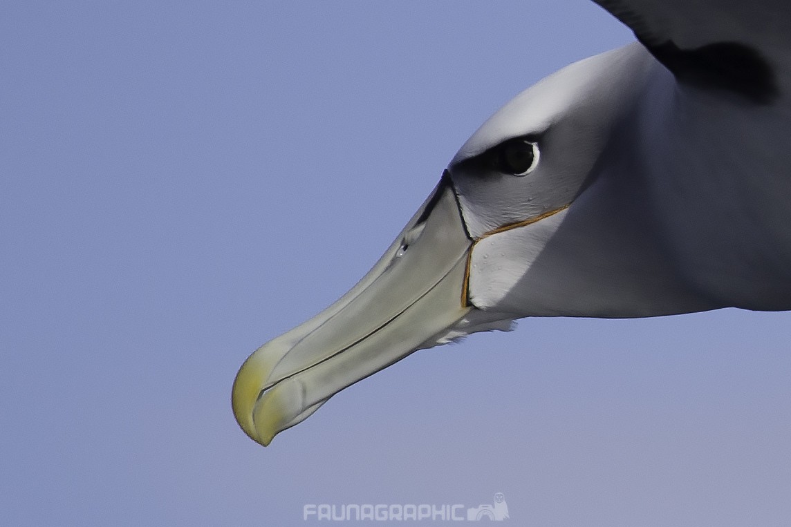 White-capped Albatross - Matt Wright | Faunagraphic Wildlife Tours