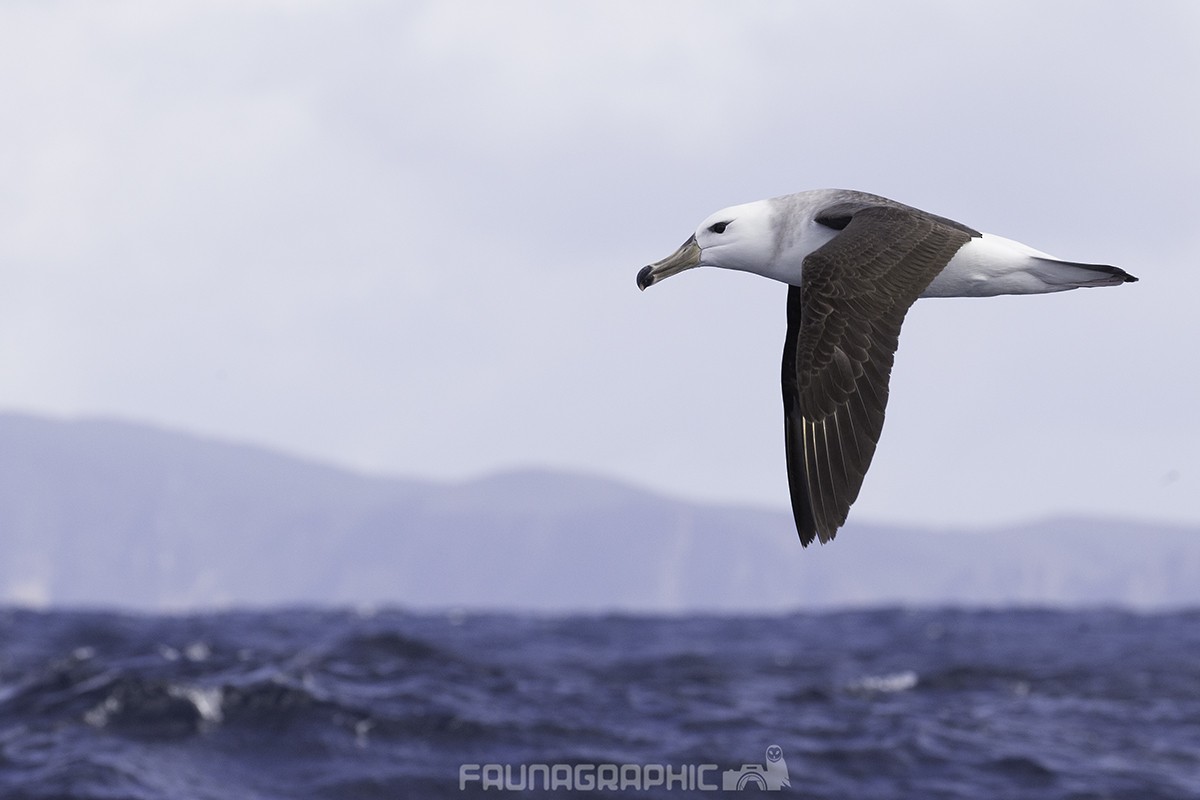 Black-browed Albatross - ML67447701