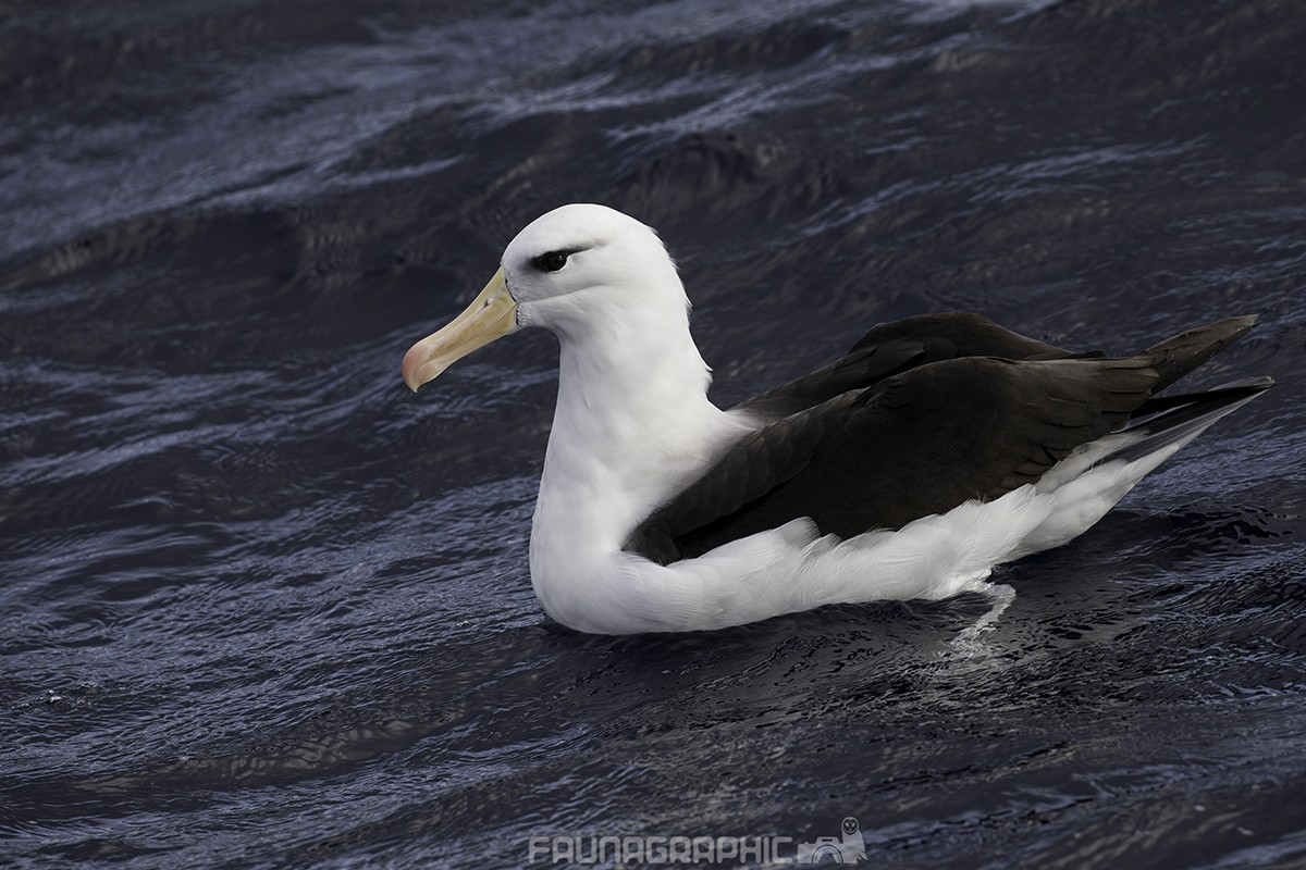 Black-browed Albatross - ML67447721