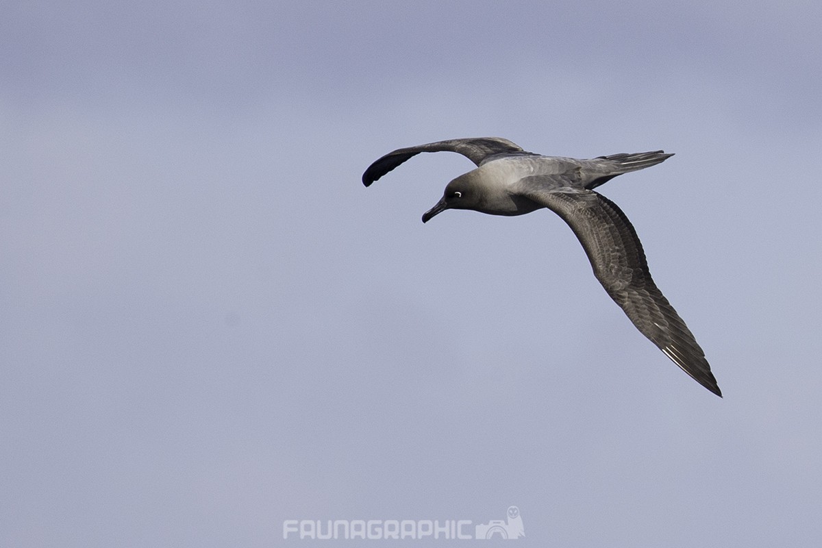 Light-mantled Albatross - ML67447781