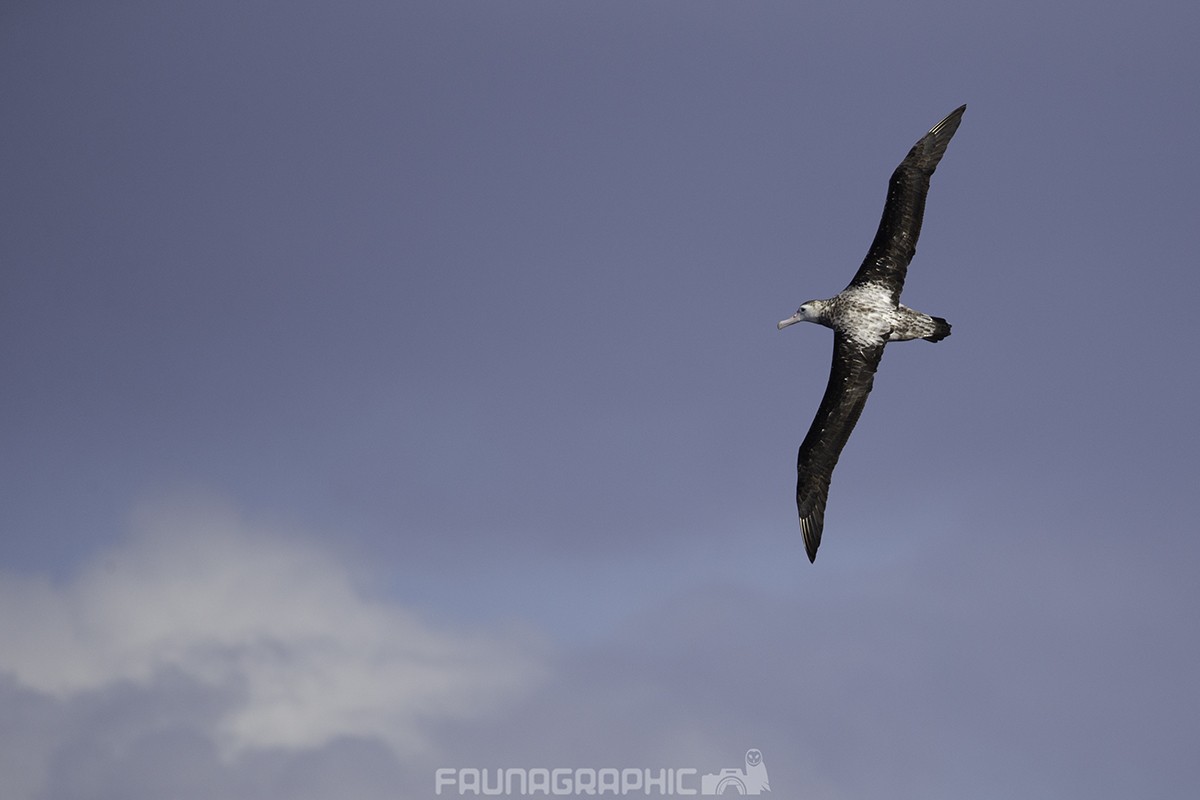Snowy/Tristan/Antipodean Albatross - ML67447791