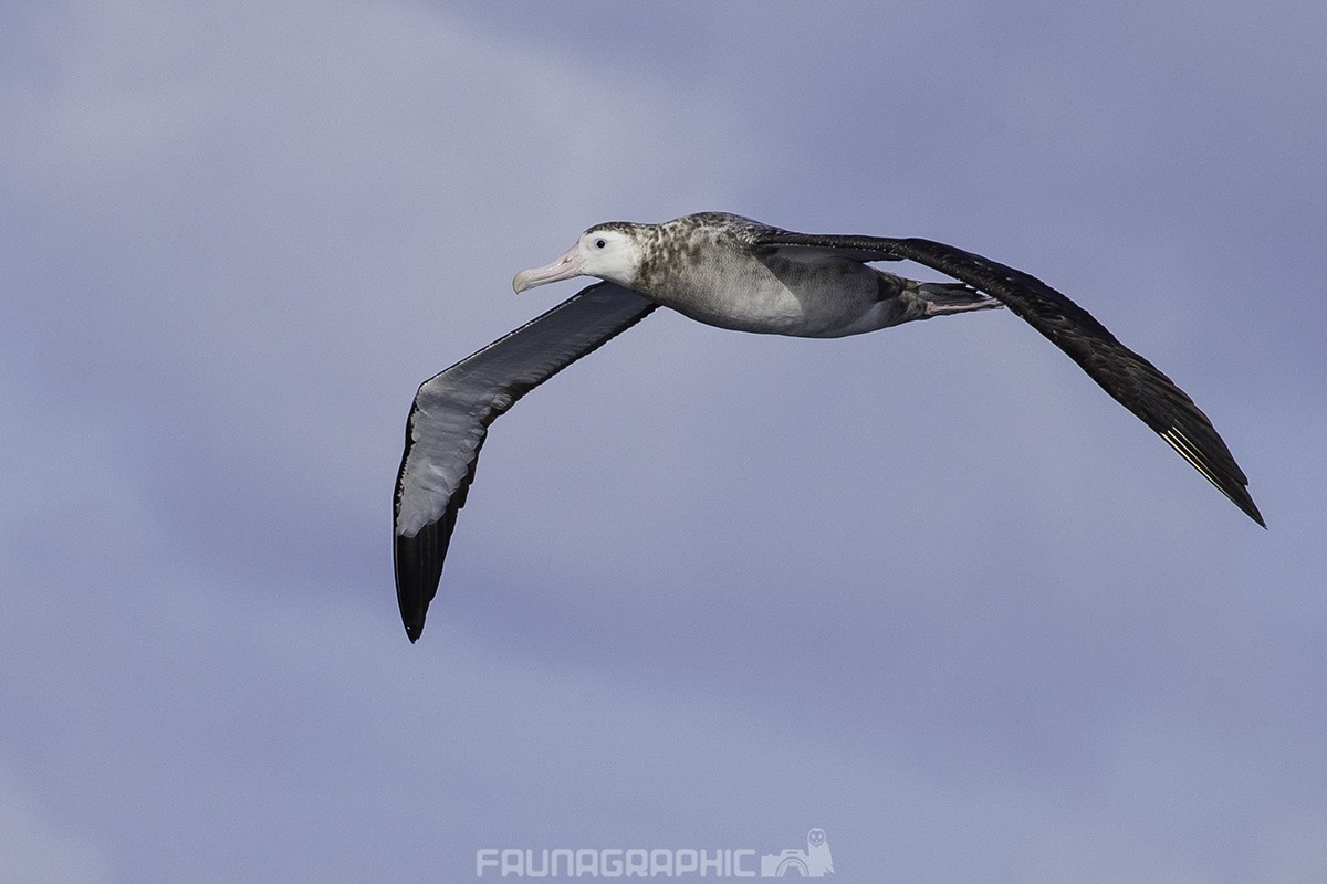 Snowy/Tristan/Antipodean Albatross - Matt Wright | Faunagraphic Wildlife Tours