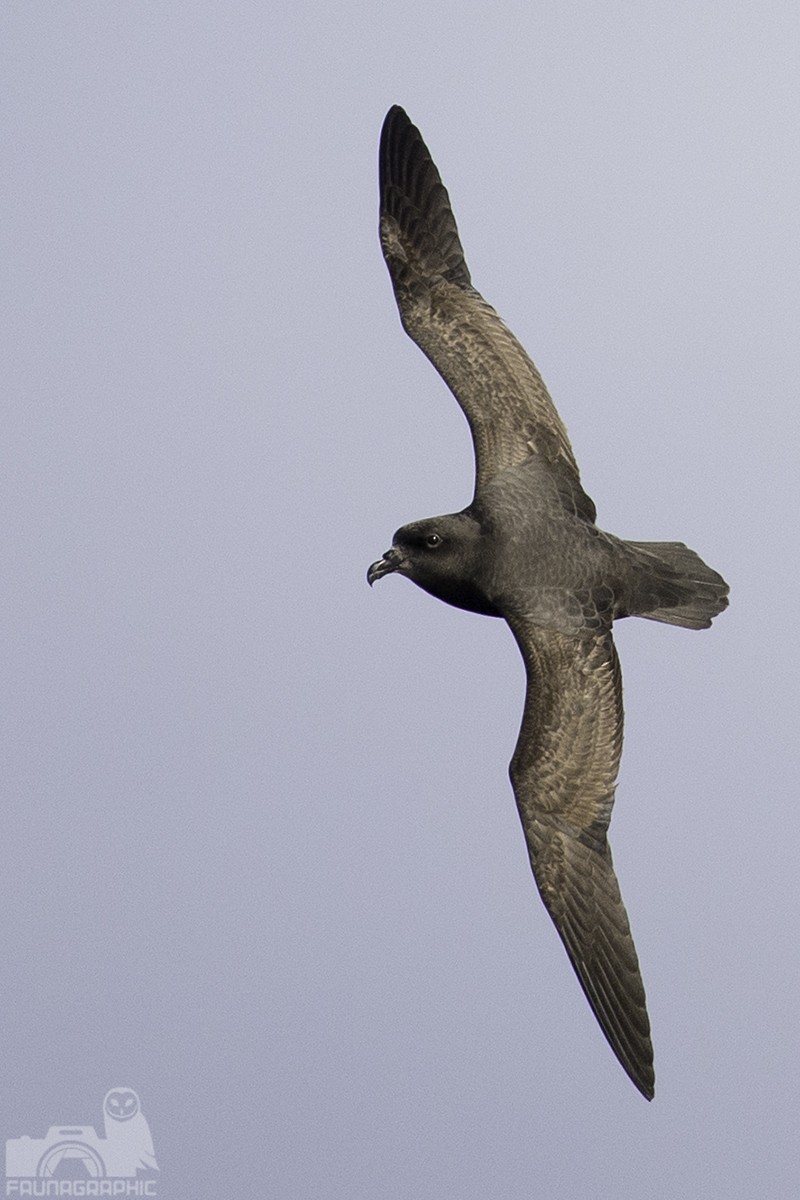 Great-winged Petrel - Matt Wright | Faunagraphic Wildlife Tours