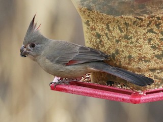 ムネアカコウカンチョウ - eBird
