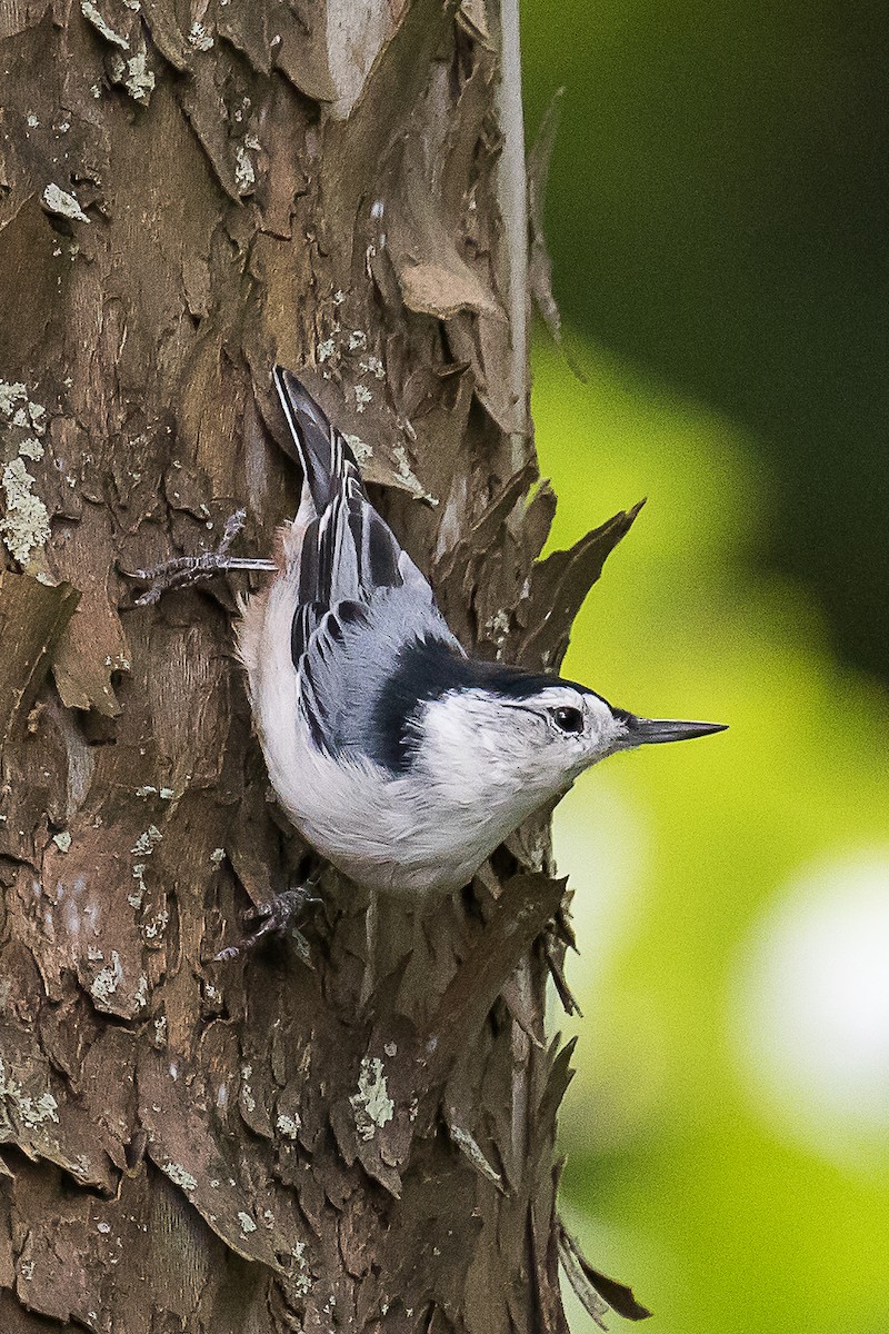 White-breasted Nuthatch - Chris S. Wood