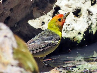 Immature male - Troy Corman - ML67449091