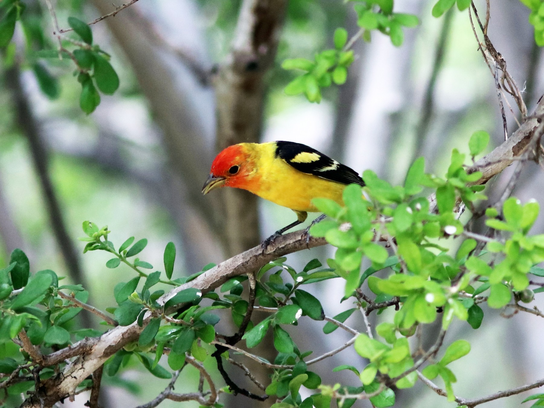 Western Tanager - John Drummond