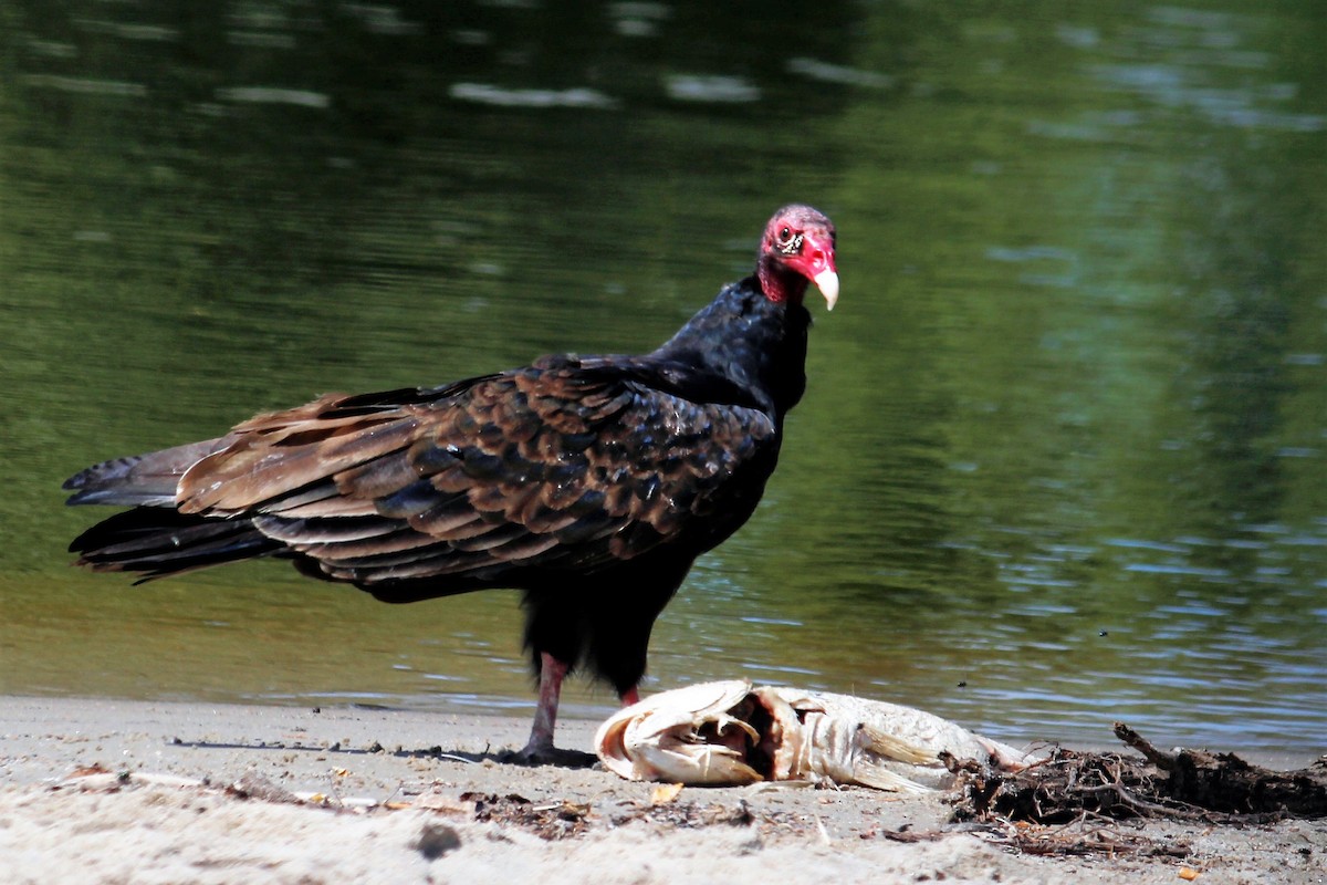 Turkey Vulture - Charlotte Croshaw