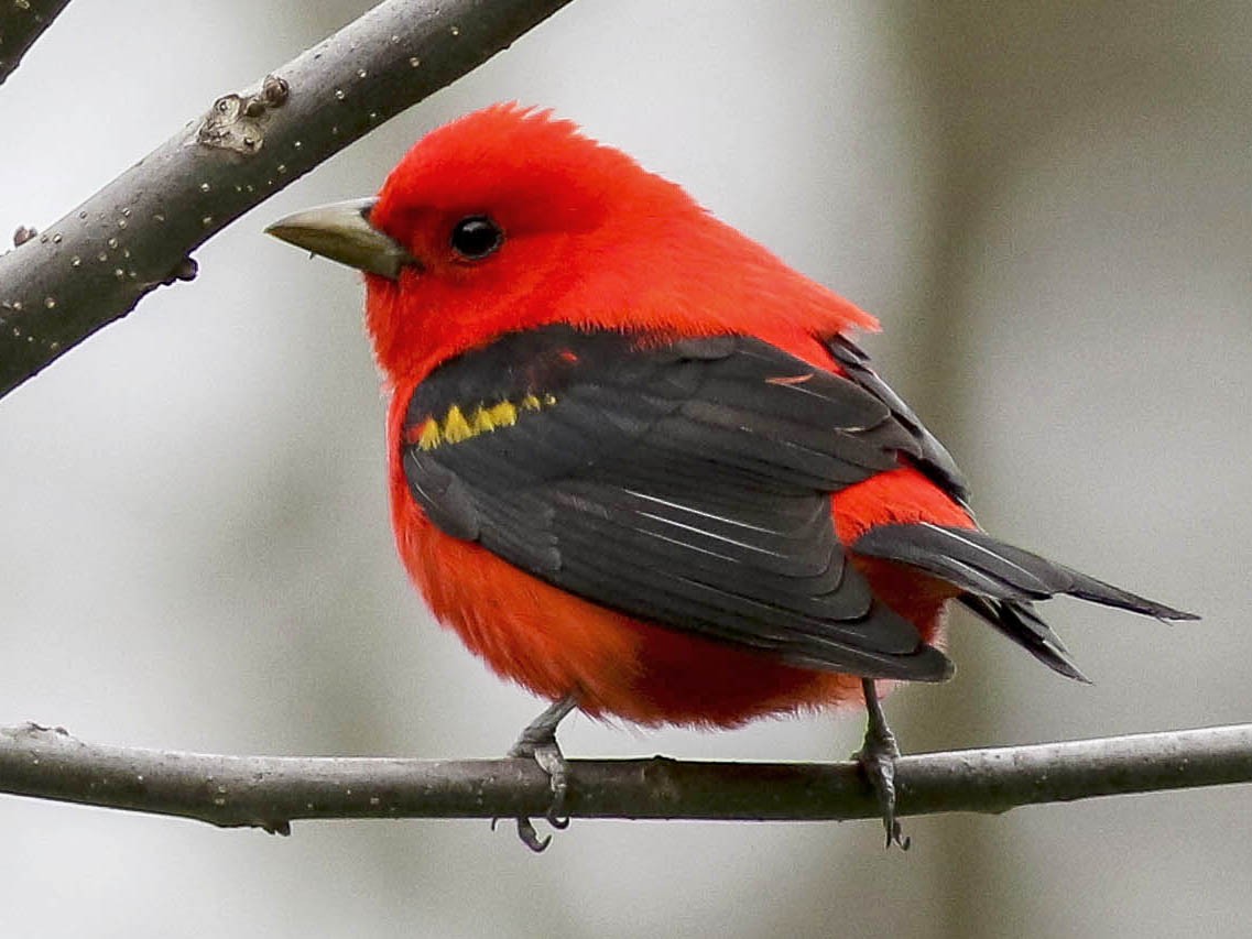 Focus on the Scarlet Tanager - Pennsylvania eBird