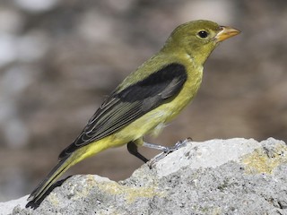 Nonbreeding male - Dan Maxwell - ML67449641