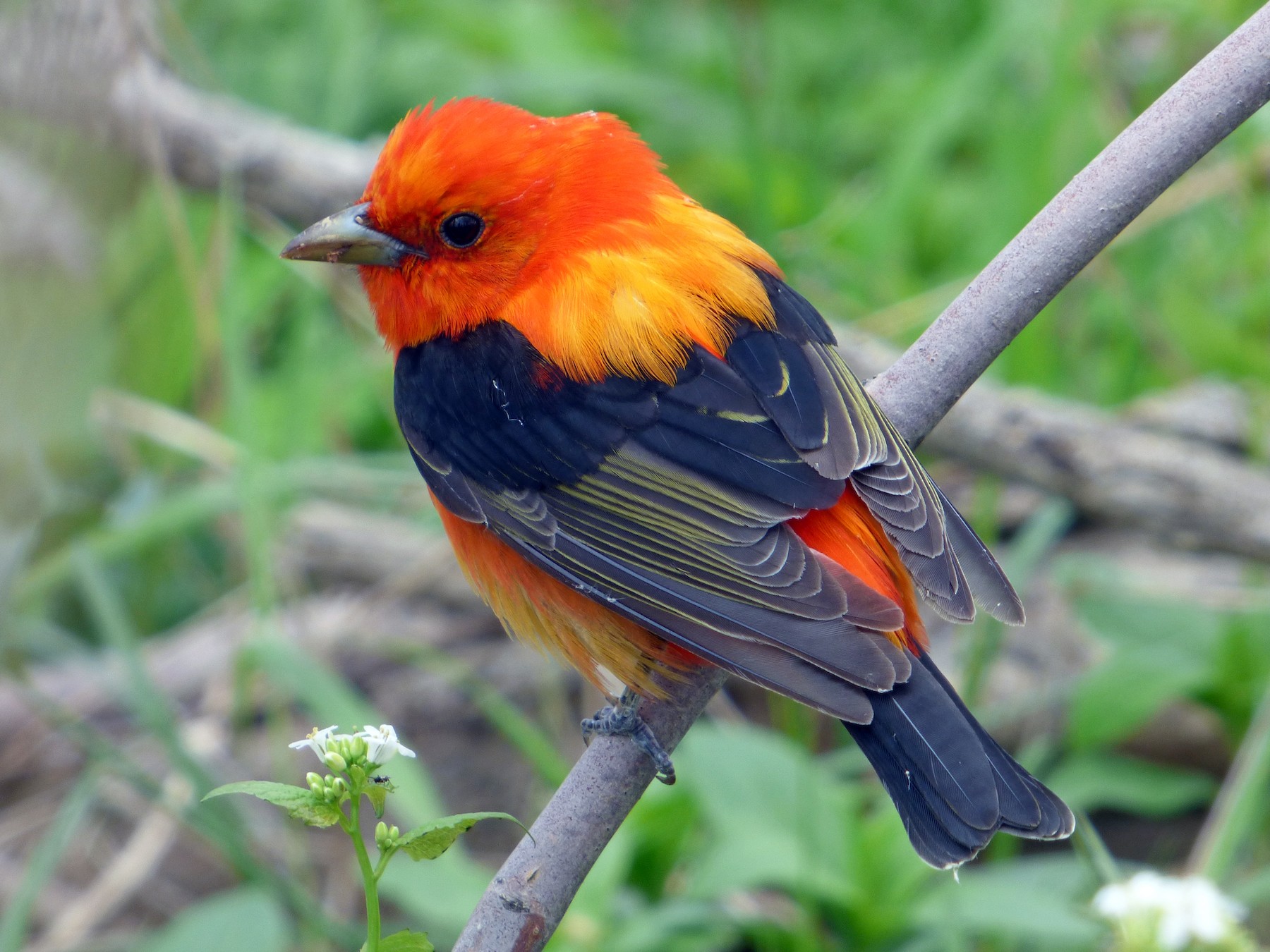 Black Birds with Red Wings - Scarlet tanager