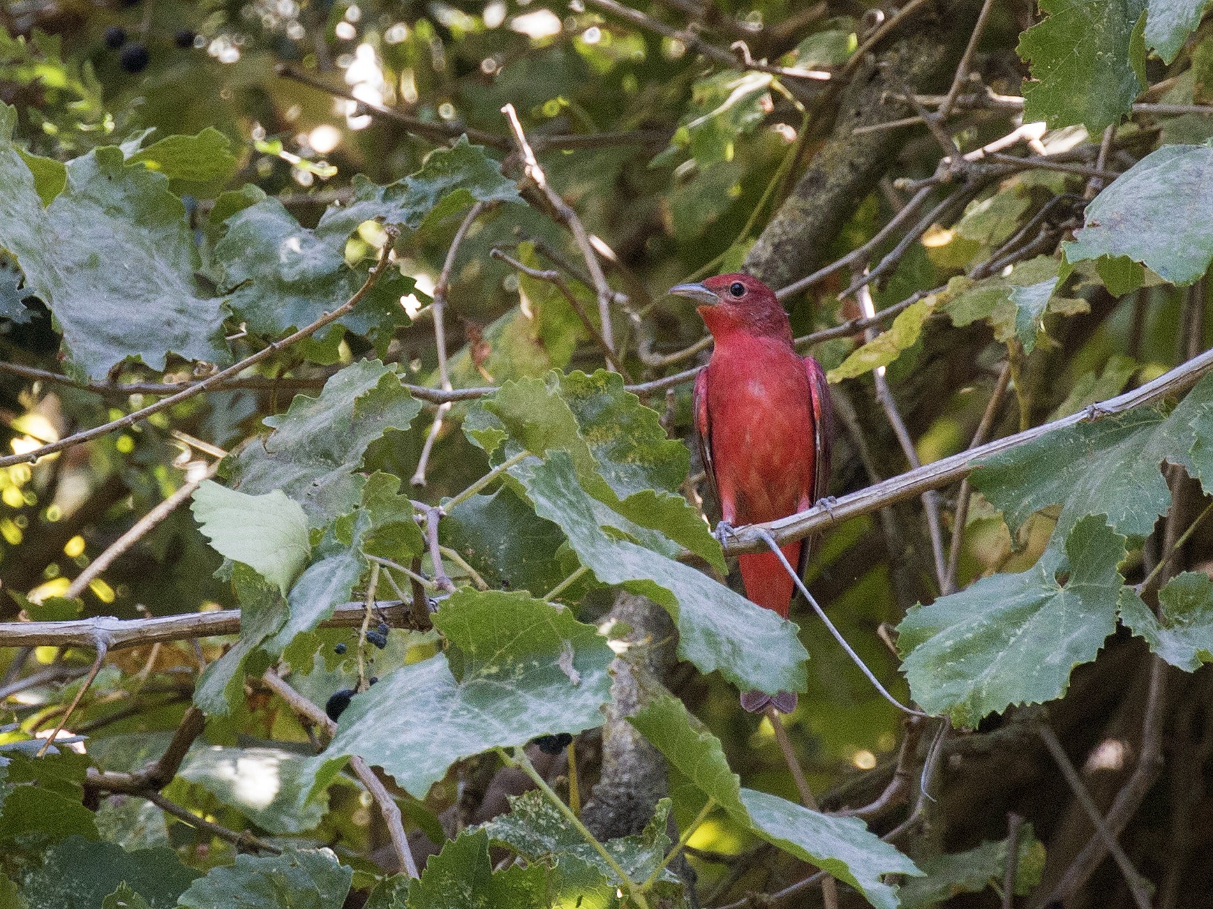 Summer Tanager - Jim Gain