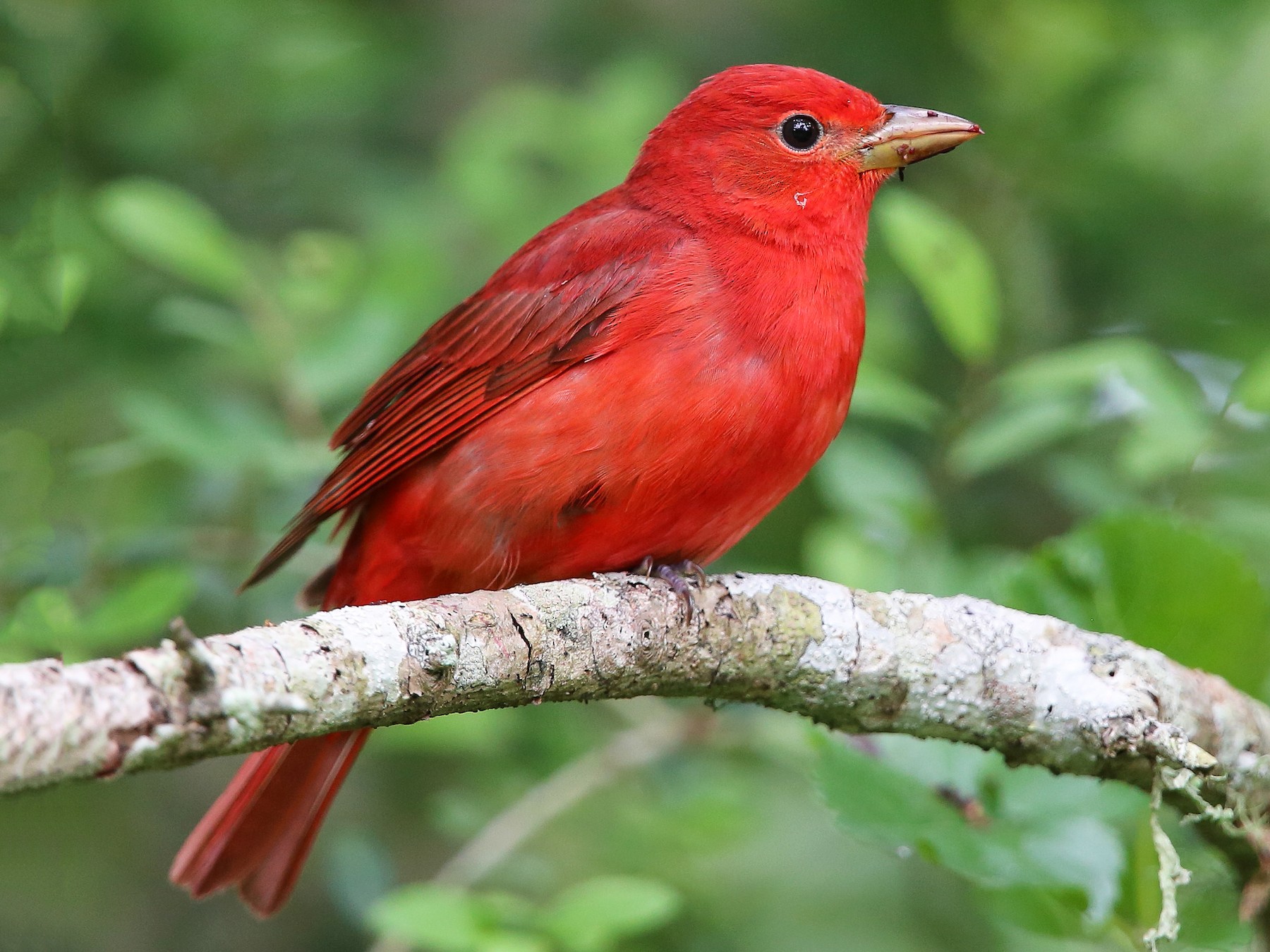 Meet the rosy-red male Summer Tanager, the only fully red bird in North ...