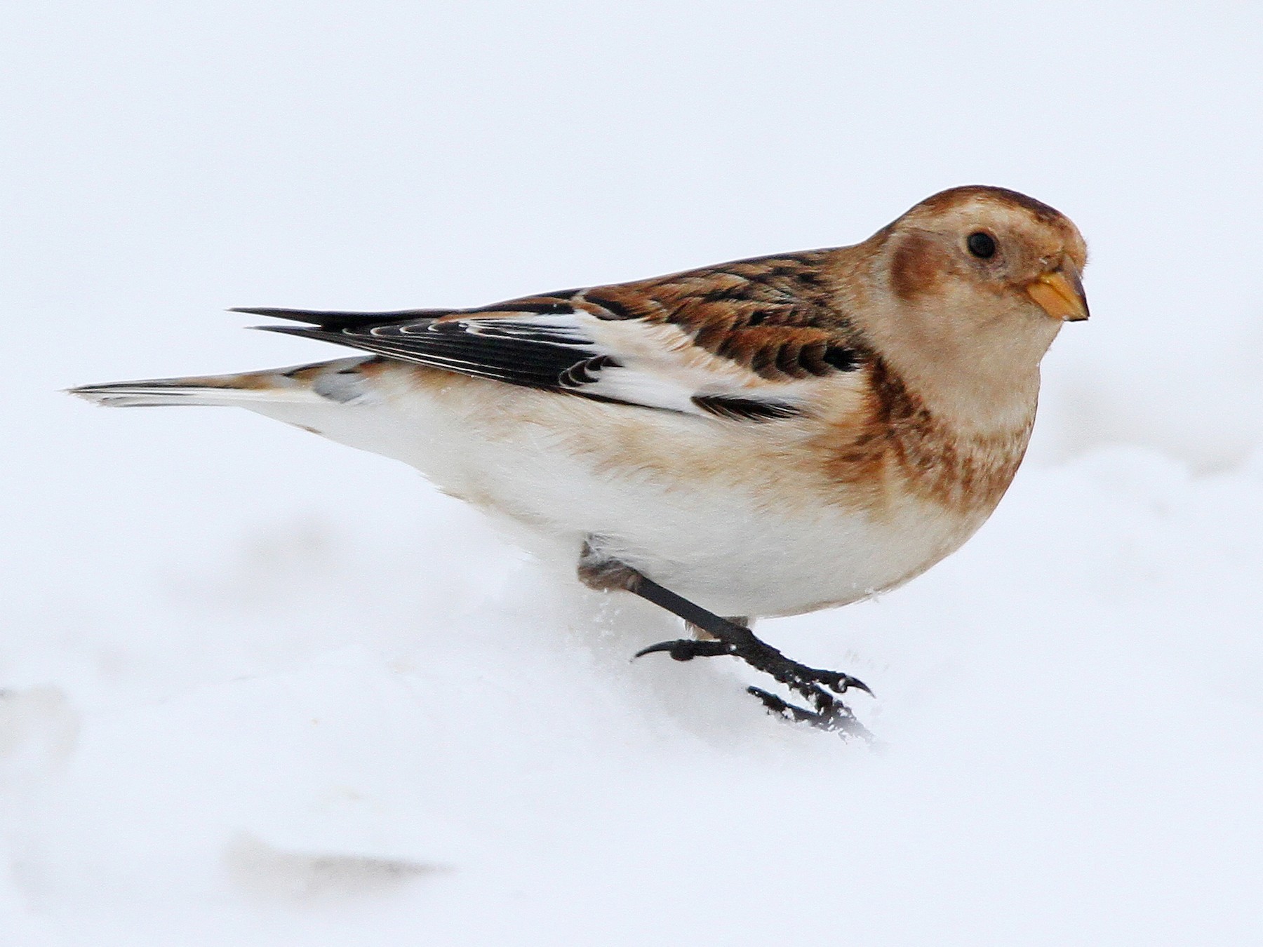 Snow Bunting - eBird