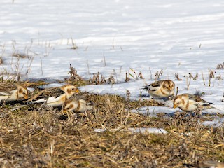  - Snow Bunting