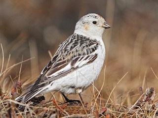  - Snow Bunting