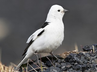 นกเพศผู้ชุดขนฤดูผสมพันธุ์ - Christoph Moning - ML67450281