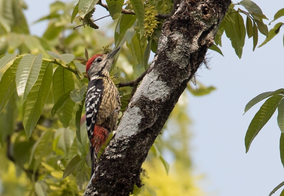 Stripe-breasted Woodpecker - Ian Davies
