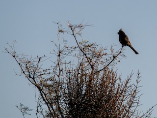 レンジャクモドキ - eBird