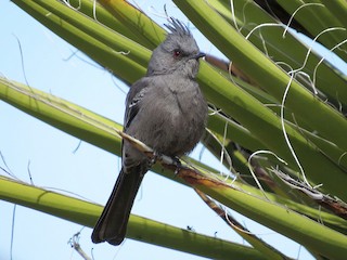 レンジャクモドキ - eBird