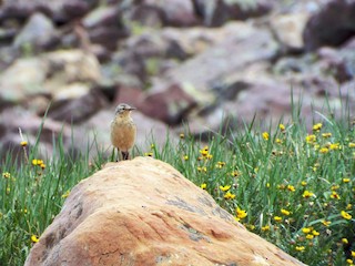  - American Pipit
