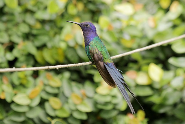 Swallow-tailed Hummingbird - Erico Baukat