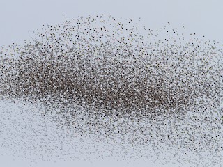  - European Starling